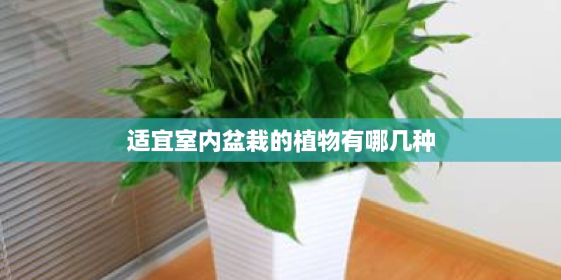 适宜室内盆栽的植物有哪几种