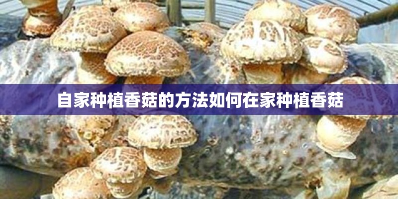 自家种植香菇的方法如何在家种植香菇