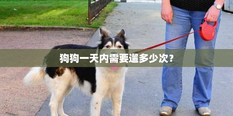 狗狗一天内需要遛多少次？