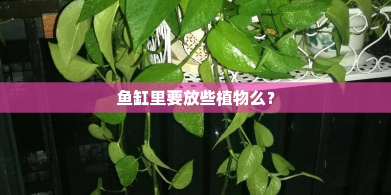 鱼缸里要放些植物么? 鱼缸里要放些植物么?