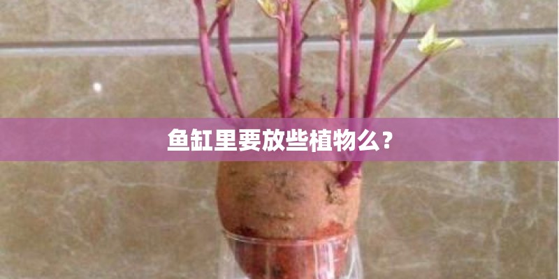鱼缸里要放些植物么? 鱼缸里要放些植物么?