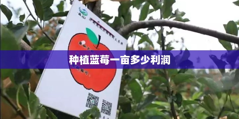 种植蓝莓一亩多少利润