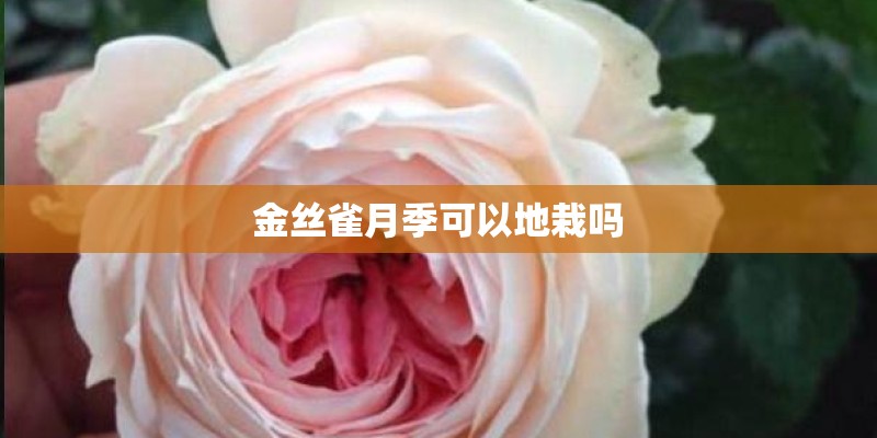 金丝雀月季可以地栽吗 金丝雀月季可以地栽吗