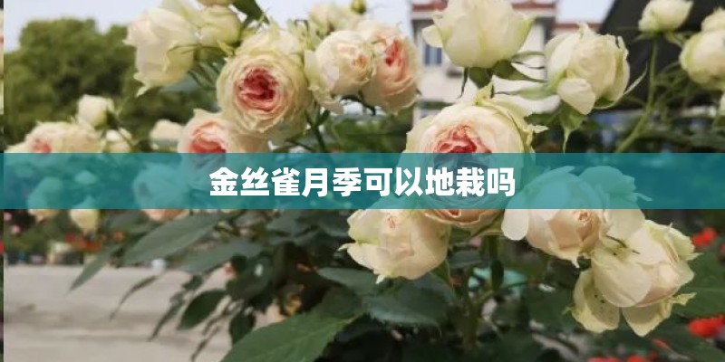 金丝雀月季可以地栽吗 金丝雀月季可以地栽吗