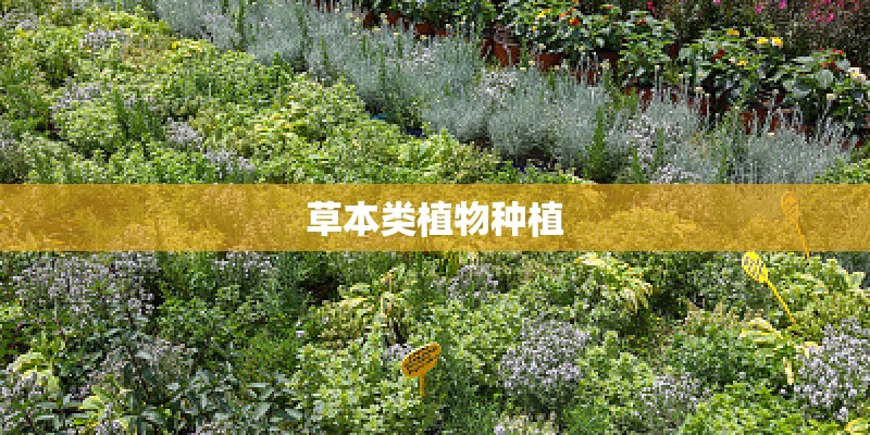 草本类植物种植 草本类植物种植