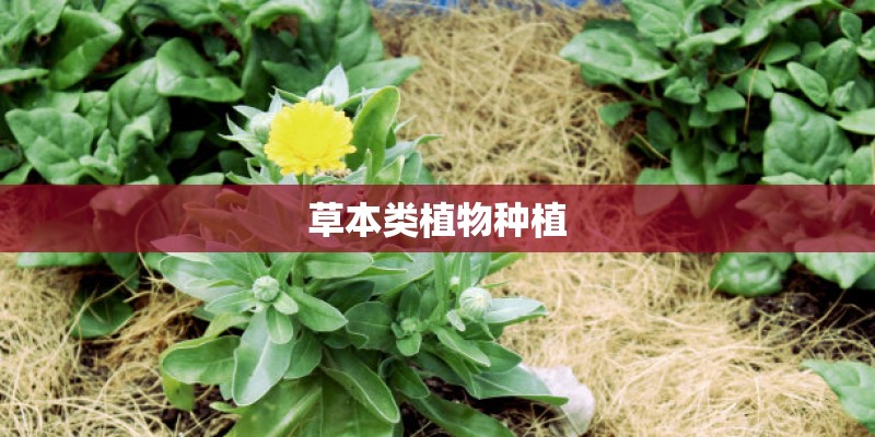 草本类植物种植 草本类植物种植