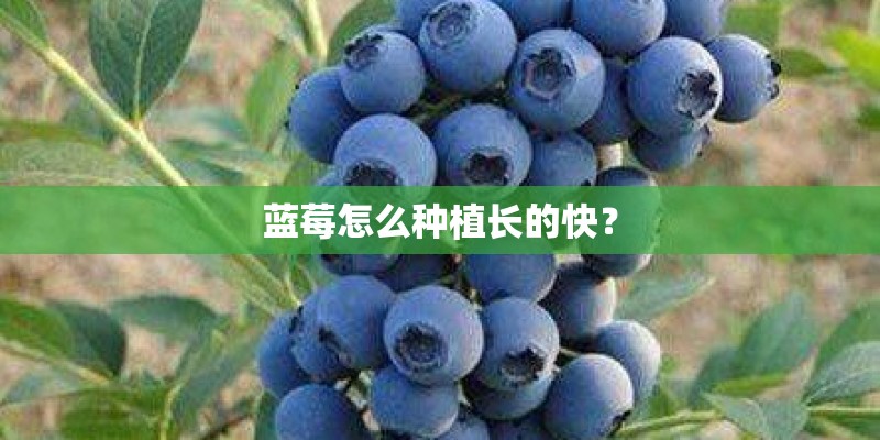 蓝莓怎么种植长的快？