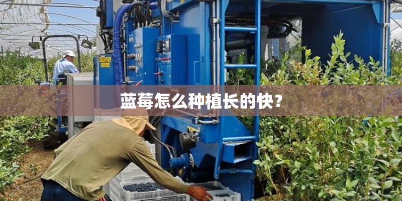 蓝莓怎么种植长的快？