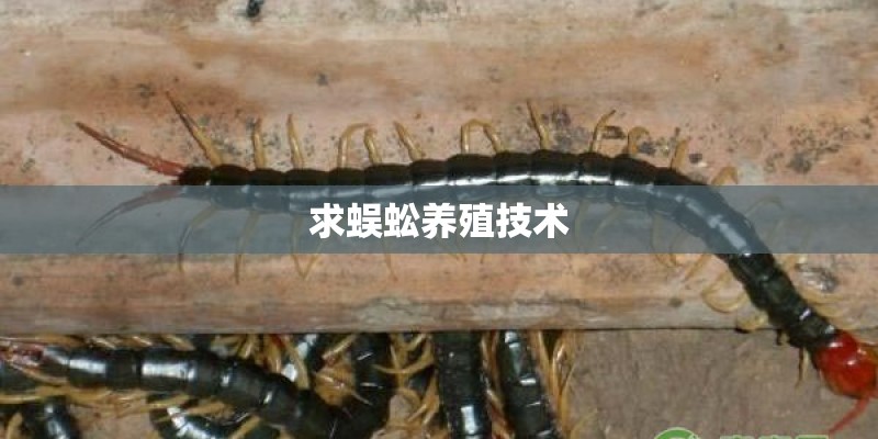求蜈蚣养殖技术