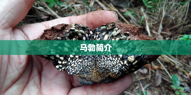 马勃简介