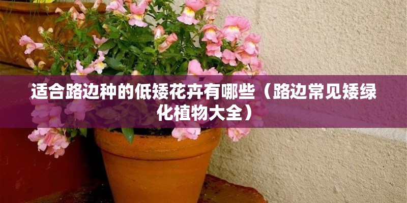 适合路边种的低矮花卉有哪些（路边常见矮绿化植物大全）