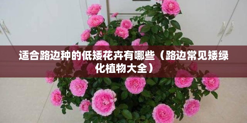 适合路边种的低矮花卉有哪些（路边常见矮绿化植物大全）