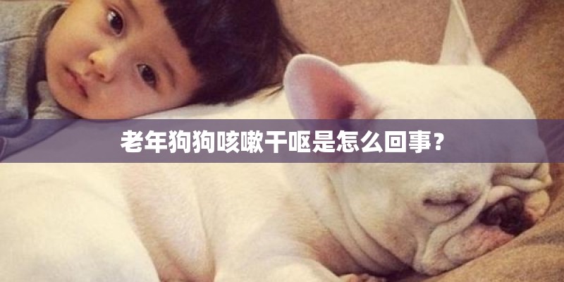 老年狗狗咳嗽干呕是怎么回事？