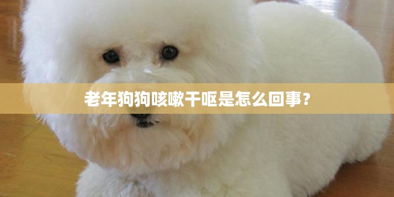 老年狗狗咳嗽干呕是怎么回事？