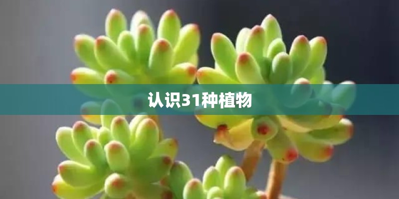 认识31种植物