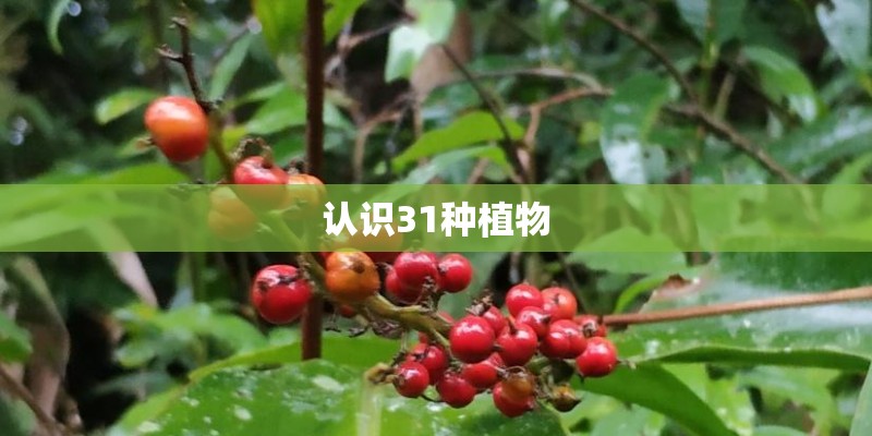 认识31种植物