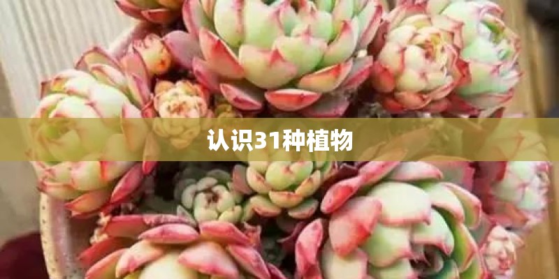 认识31种植物