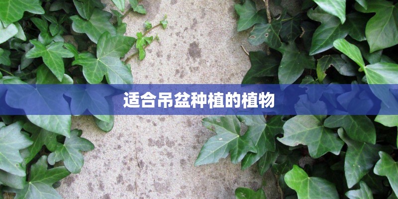 适合吊盆种植的植物 适合吊盆种植的植物