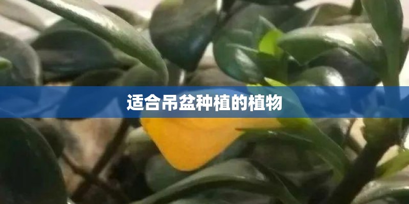 适合吊盆种植的植物 适合吊盆种植的植物