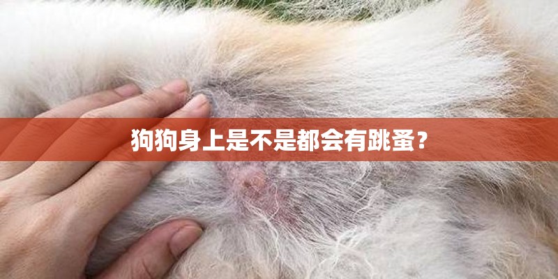 狗狗身上是不是都会有跳蚤？