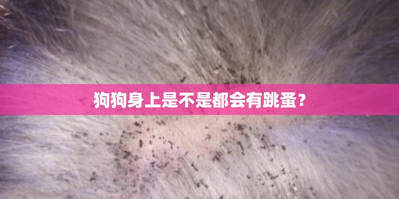 狗狗身上是不是都会有跳蚤？