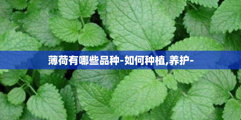 薄荷有哪些品种-如何种植,养护-