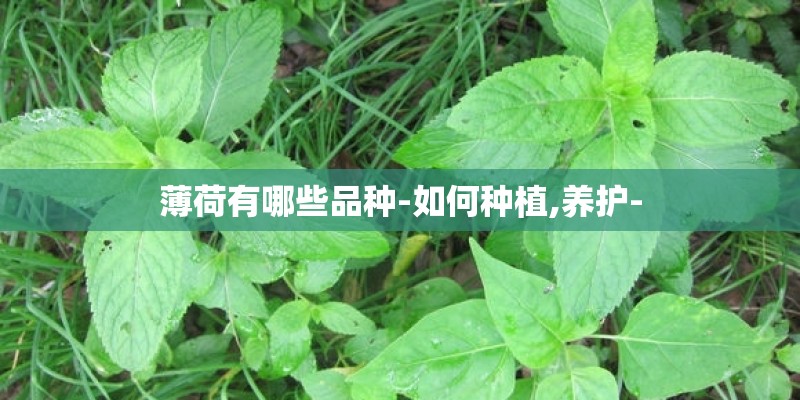 薄荷有哪些品种-如何种植,养护-
