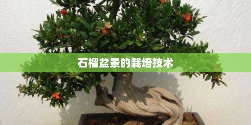 石榴盆景的栽培技术