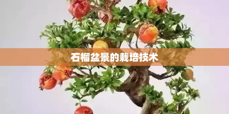 石榴盆景的栽培技术
