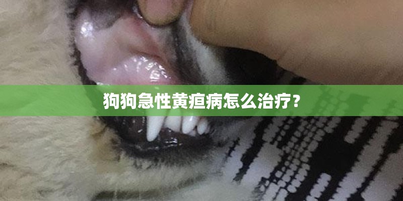 狗狗急性黄疸病怎么治疗？