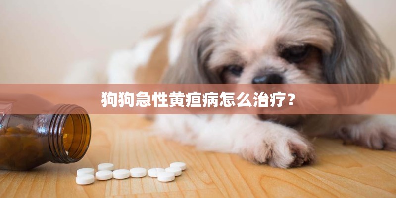 狗狗急性黄疸病怎么治疗？