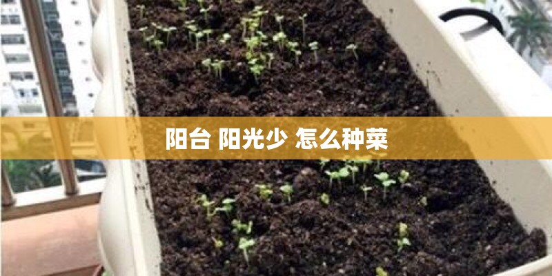 阳台 阳光少 怎么种菜 阳台 阳光少 怎么种菜
