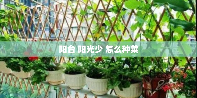 阳台 阳光少 怎么种菜 阳台 阳光少 怎么种菜