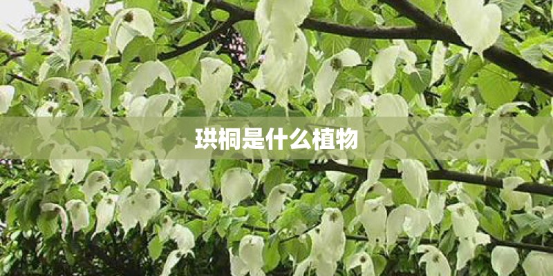 珙桐是什么植物