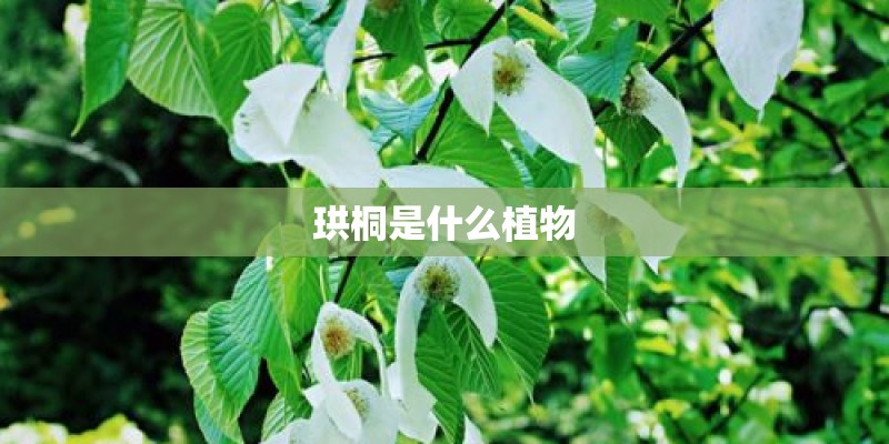 珙桐是什么植物