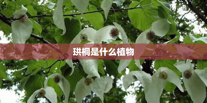 珙桐是什么植物