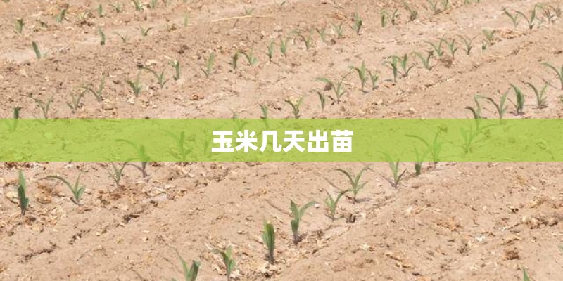 玉米几天出苗