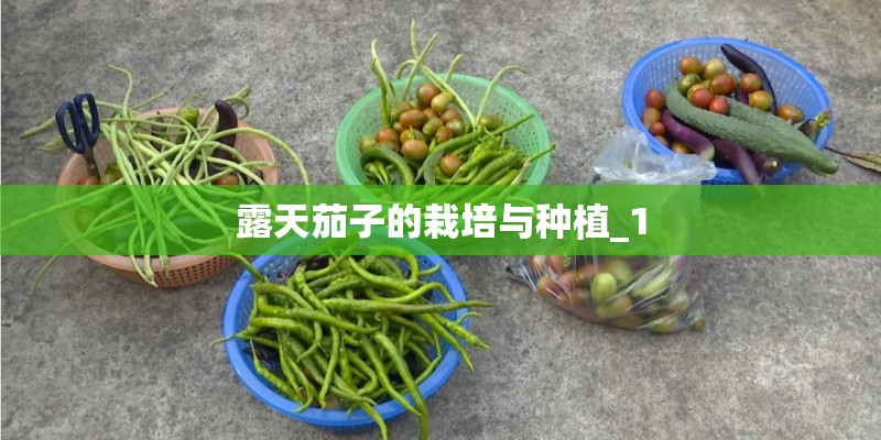 露天茄子的栽培与种植_1