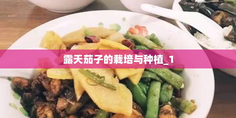 露天茄子的栽培与种植_1
