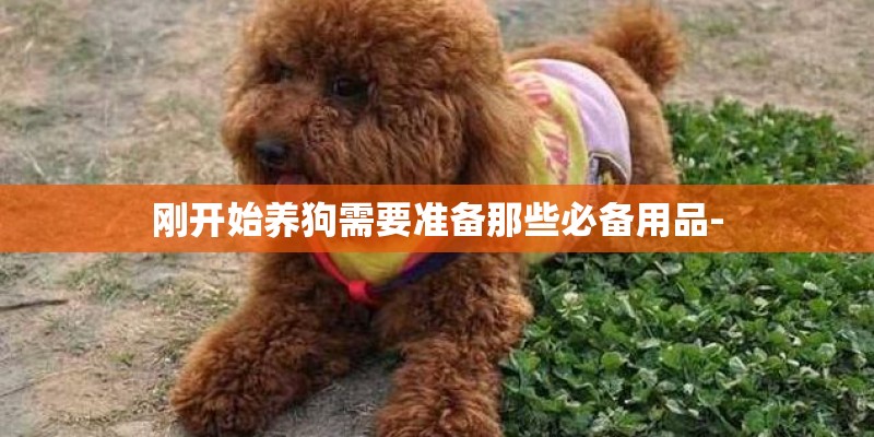 刚开始养狗需要准备那些必备用品-
