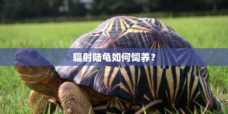 辐射陆龟如何饲养？