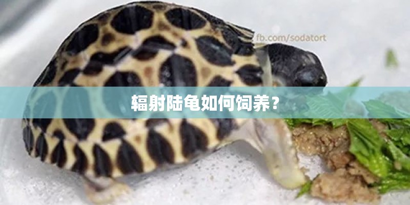 辐射陆龟如何饲养？