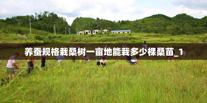 养蚕规格栽桑树一亩地能栽多少棵桑苗_1