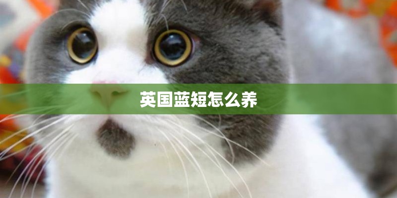 英国蓝短怎么养