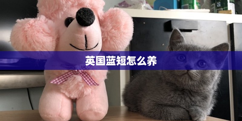 英国蓝短怎么养