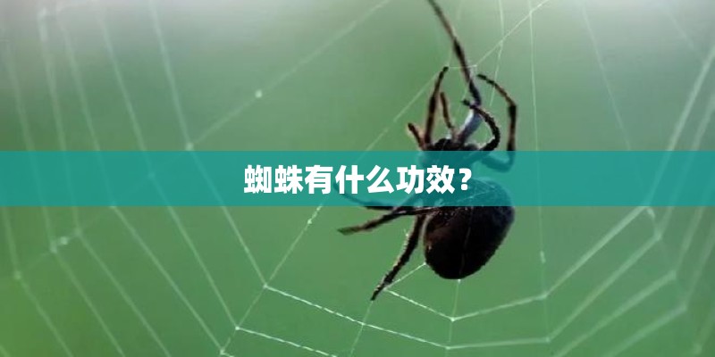 蜘蛛有什么功效？