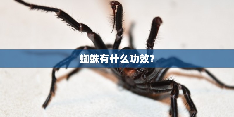 蜘蛛有什么功效？