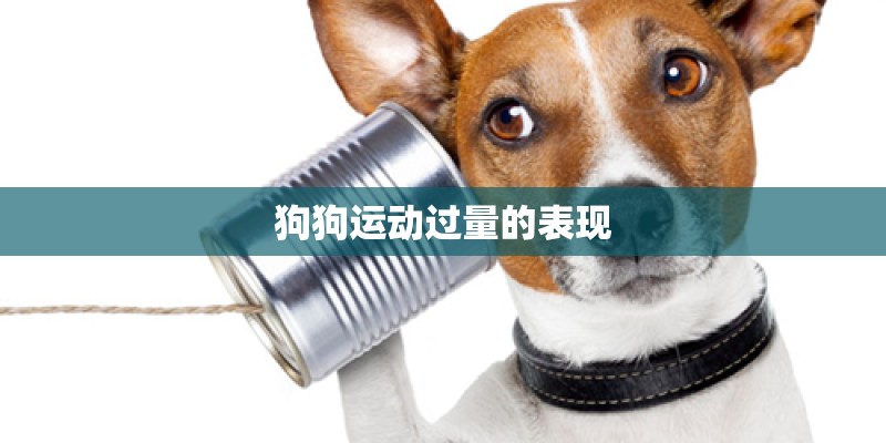 狗狗运动过量的表现