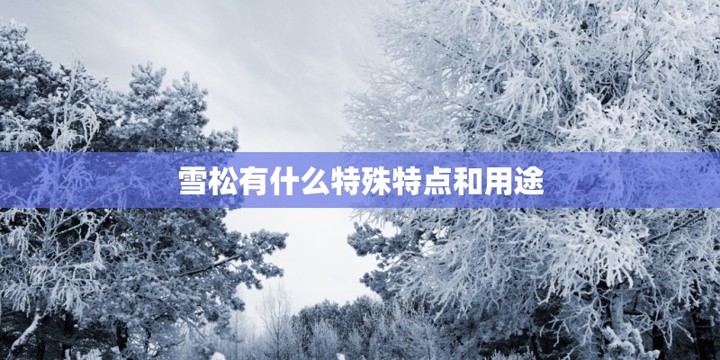 雪松有什么特殊特点和用途