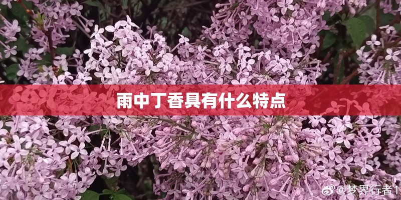 雨中丁香具有什么特点 雨中丁香具有什么特点